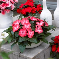 Hanging Baskets Flowering