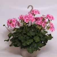 Geranium