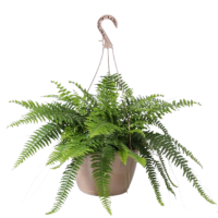 Boston Fern