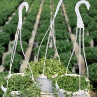 Hanging Baskets Tropical