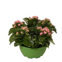 Outdoor Patio Planters